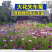 矢车菊花卉厂家直销价格美丽多年生花海种子