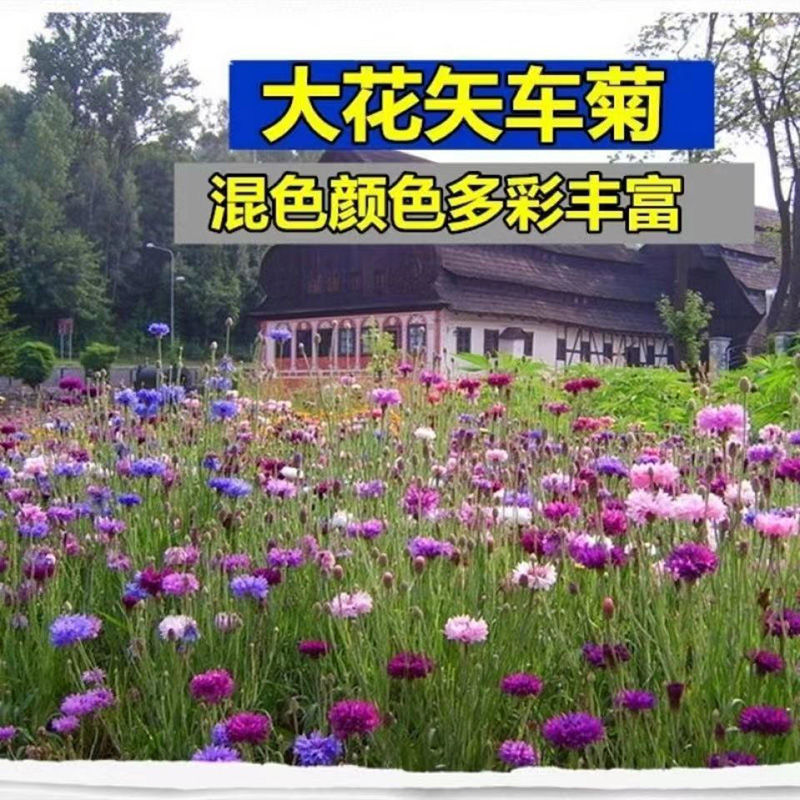 矢车菊花卉厂家直销价格美丽多年生花海种子