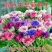 矢车菊花卉厂家直销价格美丽多年生花海种子