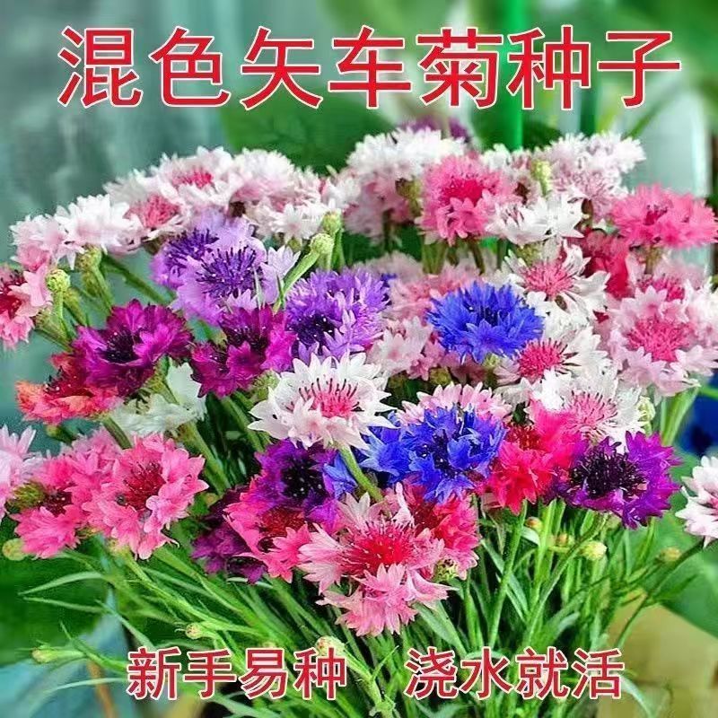 矢车菊花卉厂家直销价格美丽多年生花海种子