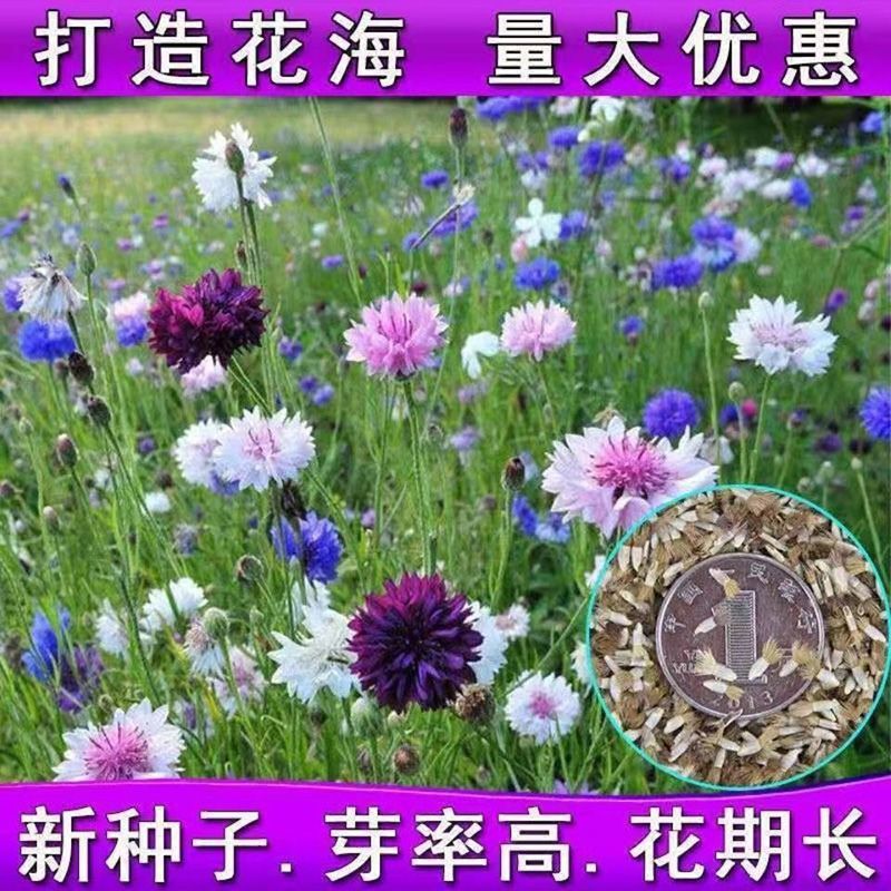 矢车菊花卉厂家直销价格美丽多年生花海种子