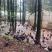 散养飞山土鸡