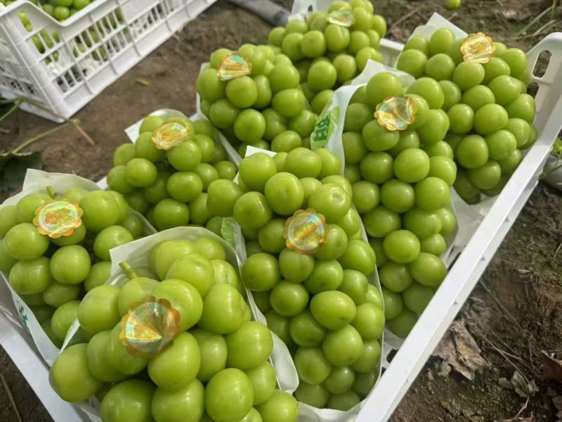 湖北阳光玫瑰大量有货各种规格齐全诚信合作