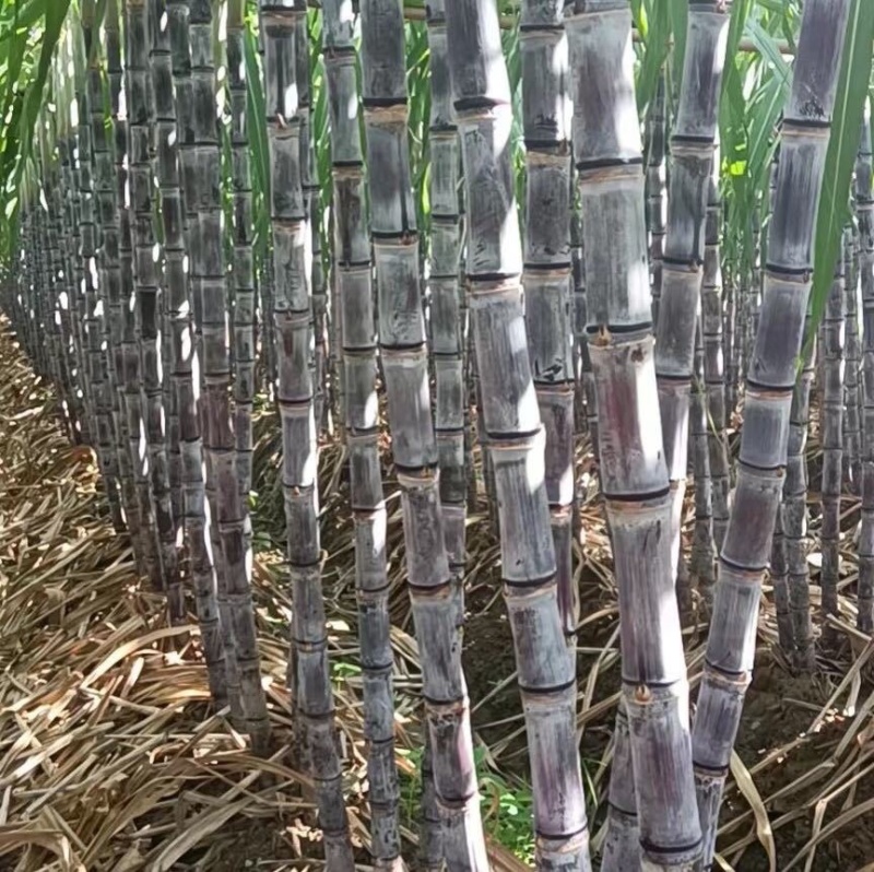 广东黑皮甘蔗大量上市，对接，各大市场，电商，加工厂