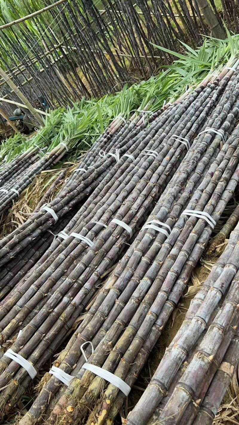 广东黑皮甘蔗大量上市，对接，各大市场，电商，加工厂
