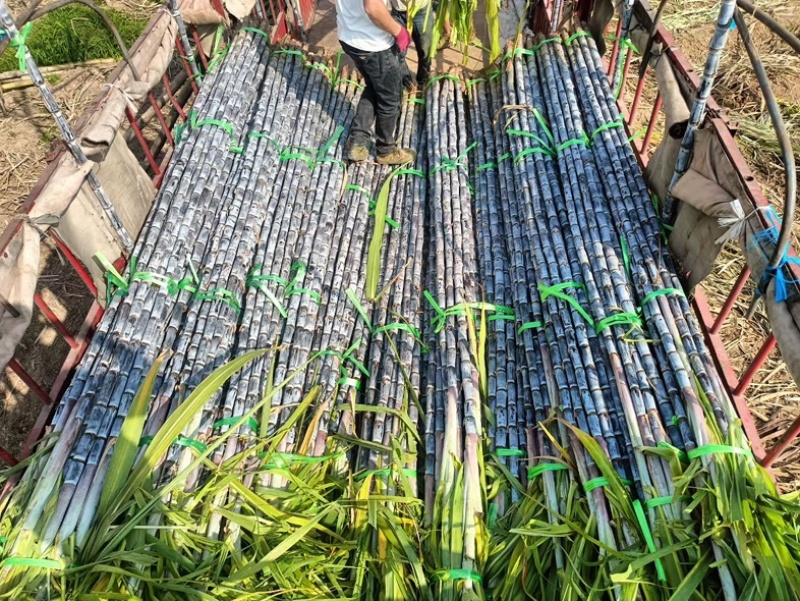 广东黑皮甘蔗大量上市，对接，各大市场，电商，加工厂
