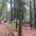 散养飞山土鸡