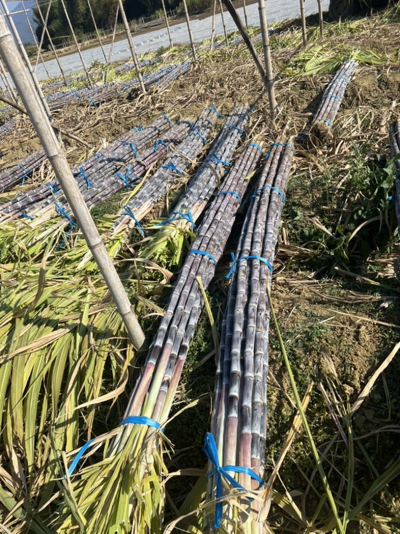 广东黑皮甘蔗大量上市，对接，各大市场，电商，加工厂