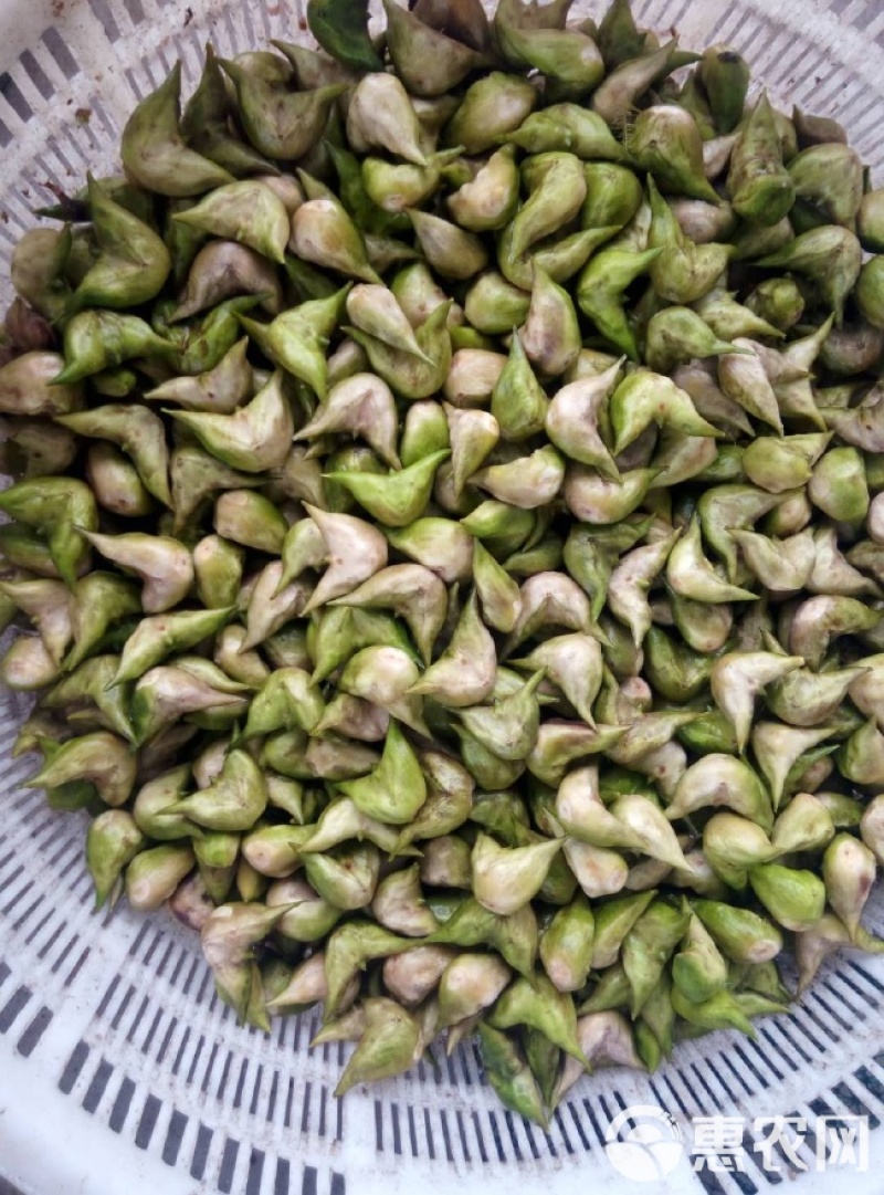 湖北菱角