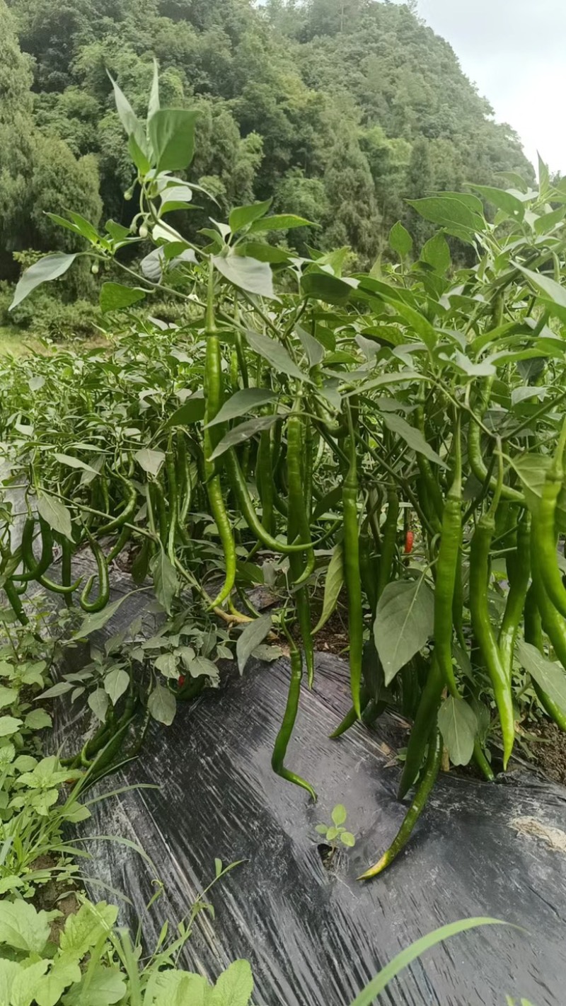 二荆条辣椒线椒七号线椒露天种植品质保证