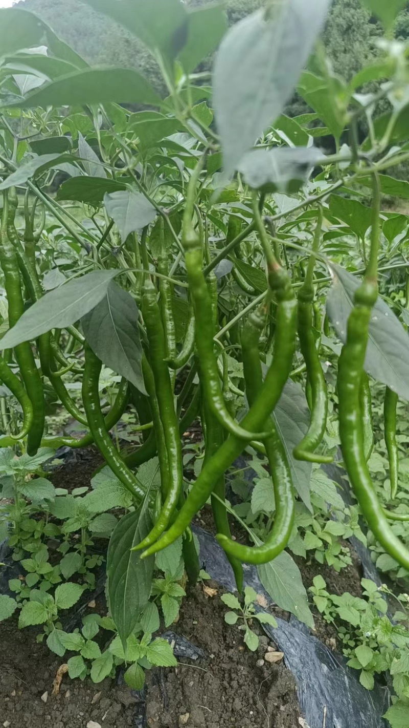 二荆条辣椒线椒七号线椒露天种植品质保证