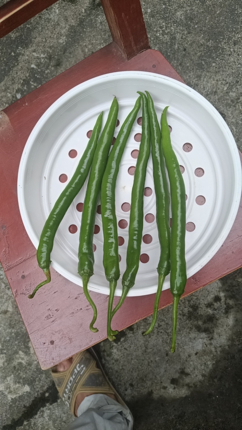 二荆条辣椒线椒七号线椒露天种植品质保证