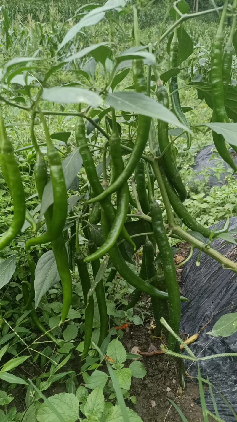 二荆条辣椒线椒七号线椒露天种植品质保证