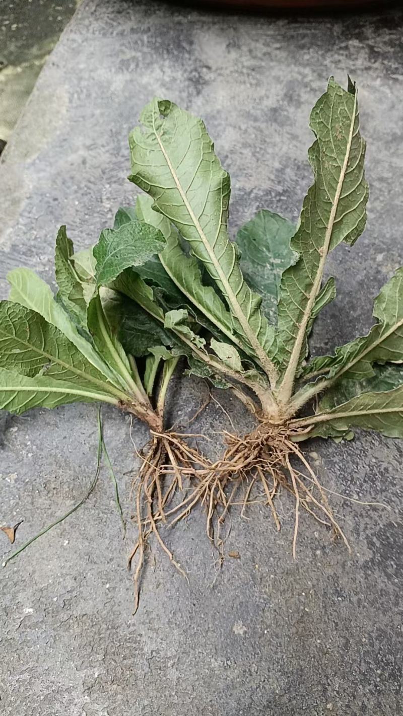 地胆头地胆草广西100%野生鲜货干货都有现货通货量大从优