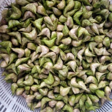 湖北水菱角