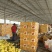 【一件代发】民勤蜜瓜万单产品大量有货全网低价