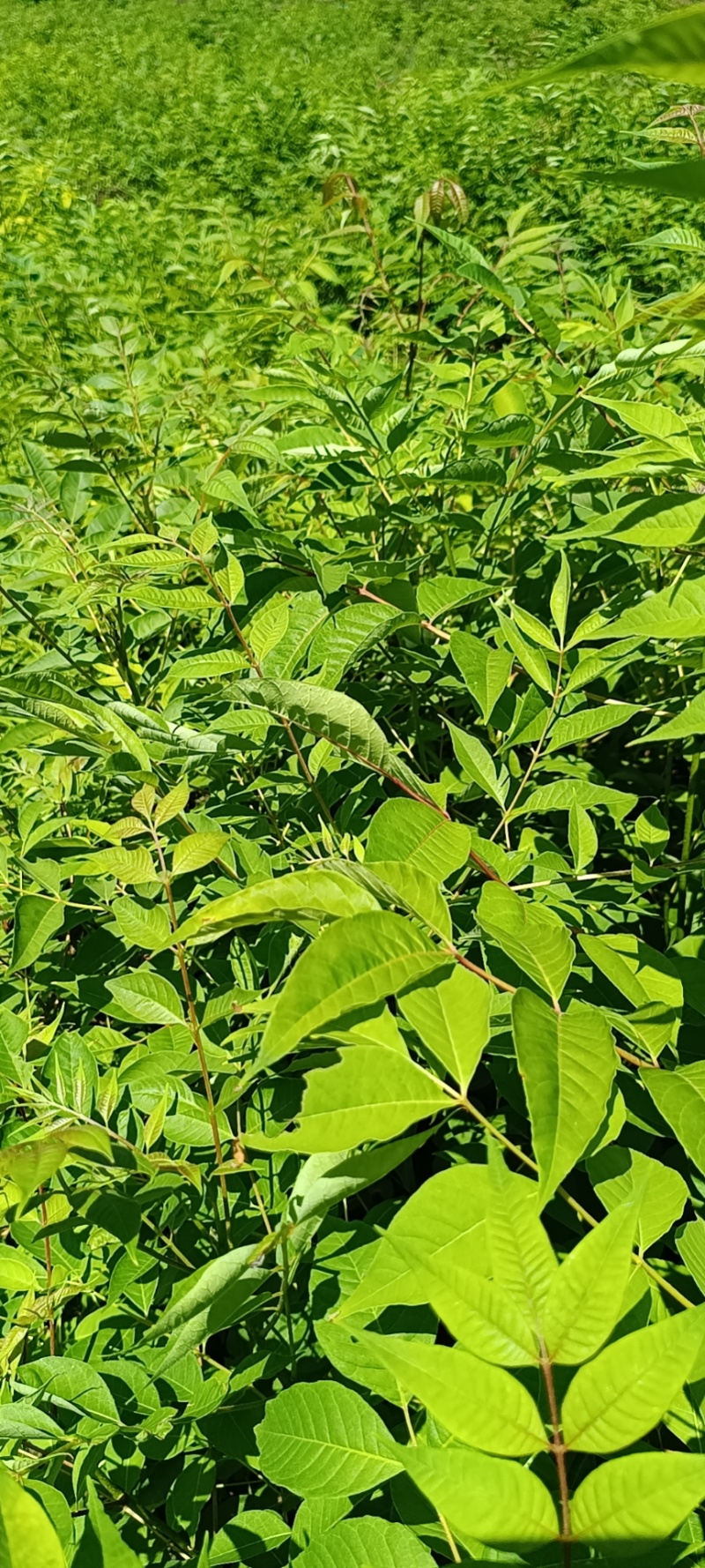 黄柏苗