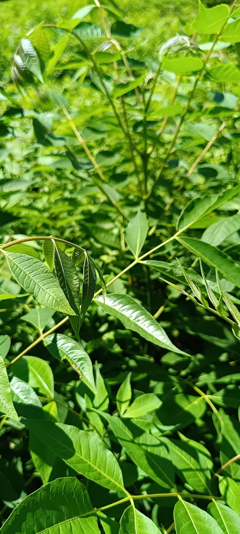 黄柏苗