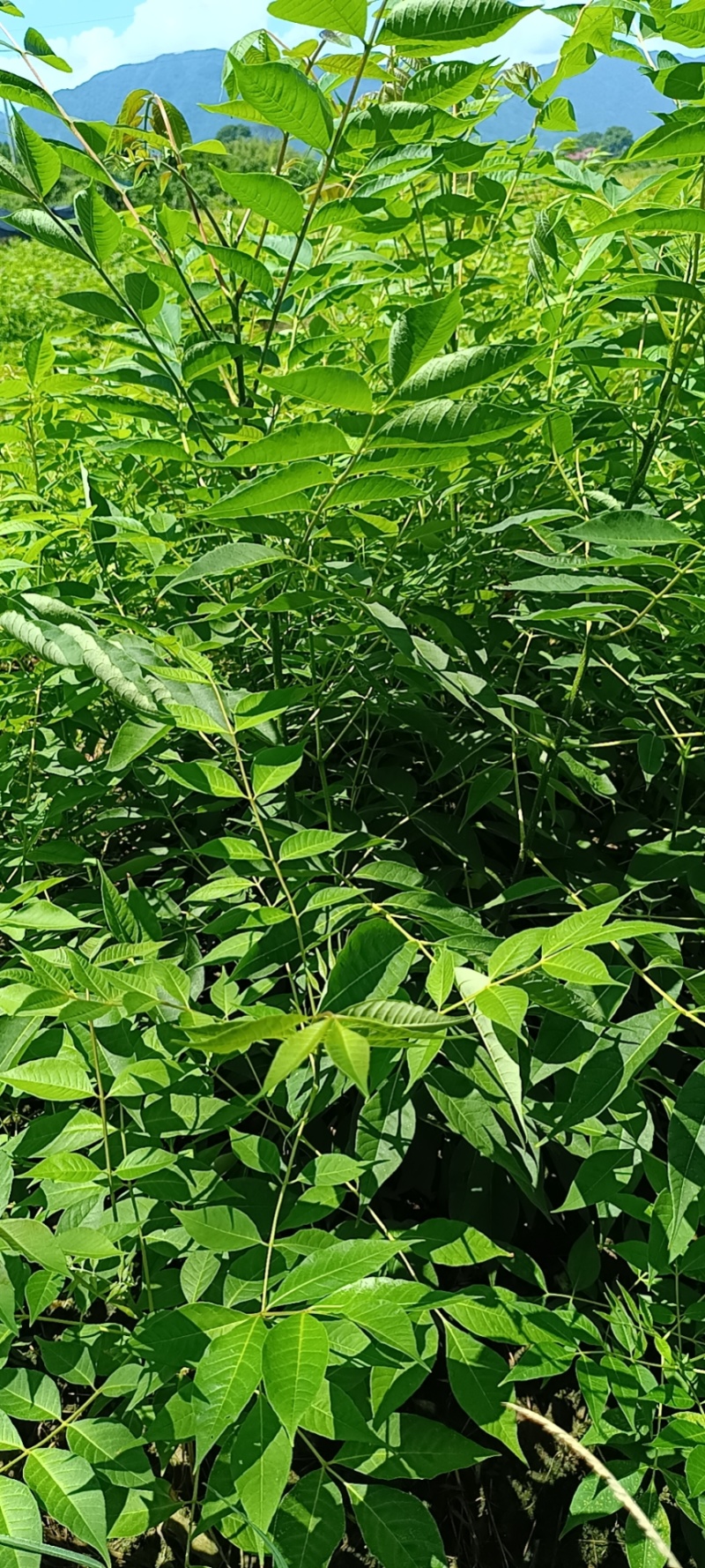 黄柏苗