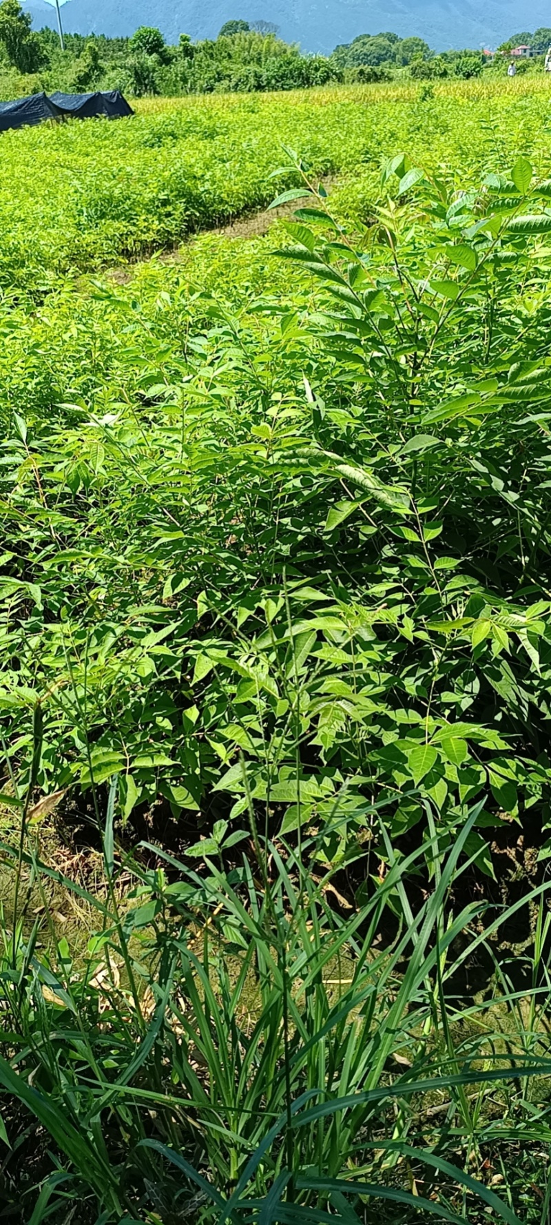 黄柏苗