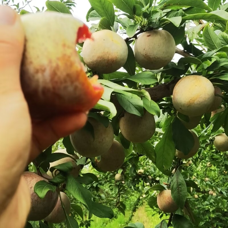 陕西高塬高品质恐龙蛋
