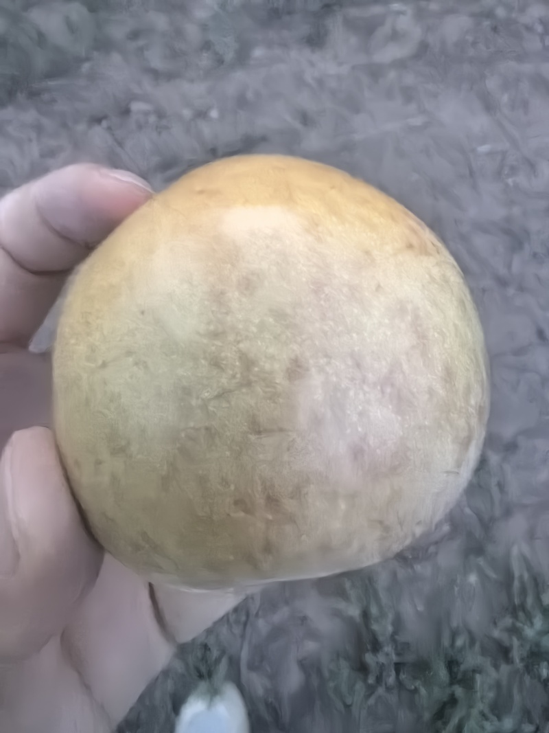 陕西高塬高品质恐龙蛋