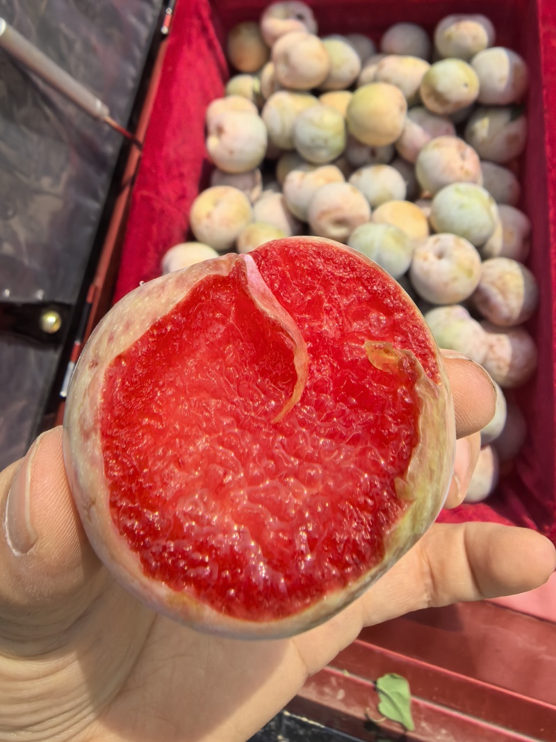陕西高塬高品质恐龙蛋
