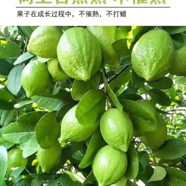 广东正宗新鲜爆香型无籽香水柠檬一级大果（果园直供）