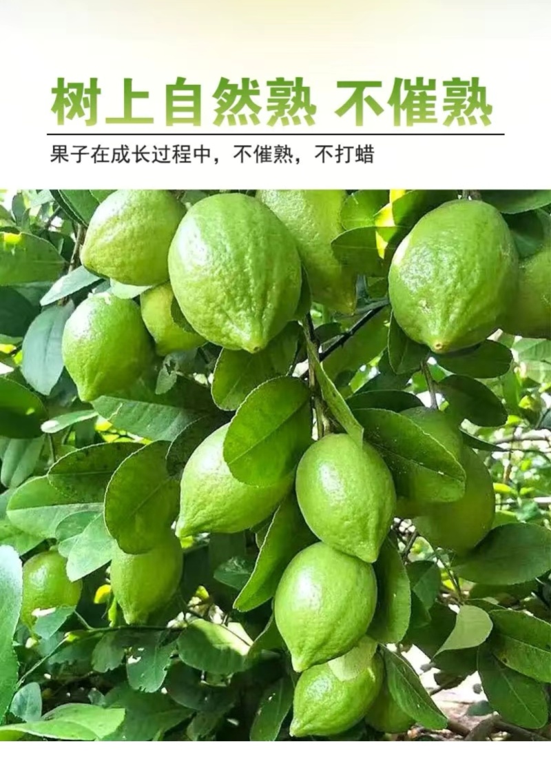 广东正宗新鲜爆香型无籽香水柠檬一级大果（果园直供）