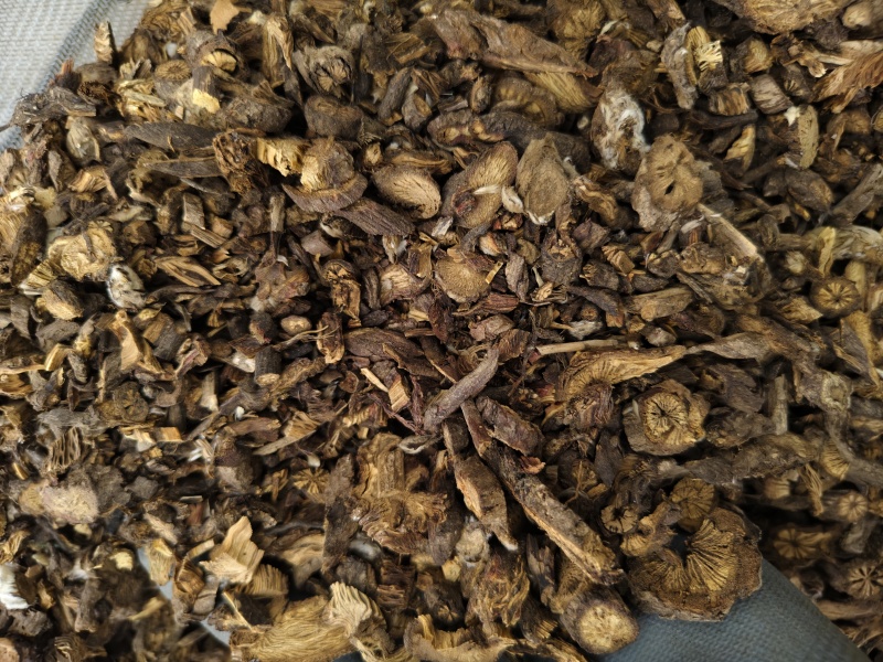 白头翁甘肃东北白头翁规格齐全批发零售