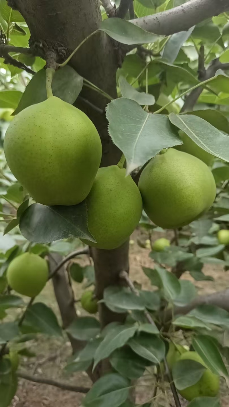 陕西大荔早酥梨青皮早熟梨货源充足口感脆甜欢迎联系