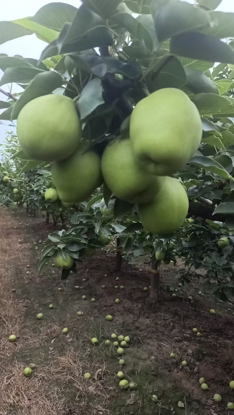 陕西大荔早酥梨青皮早熟梨货源充足口感脆甜欢迎联系