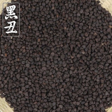 黑丑精选黑丑颗粒饱满批发零售量大从优