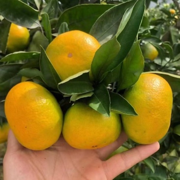 湖北特早大分四号蜜橘产地供应各种标准蜜橘口感甜蜜品质保证