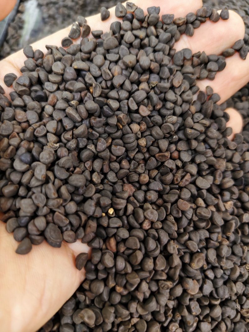黑丑精选黑丑颗粒饱满批发零售量大从优