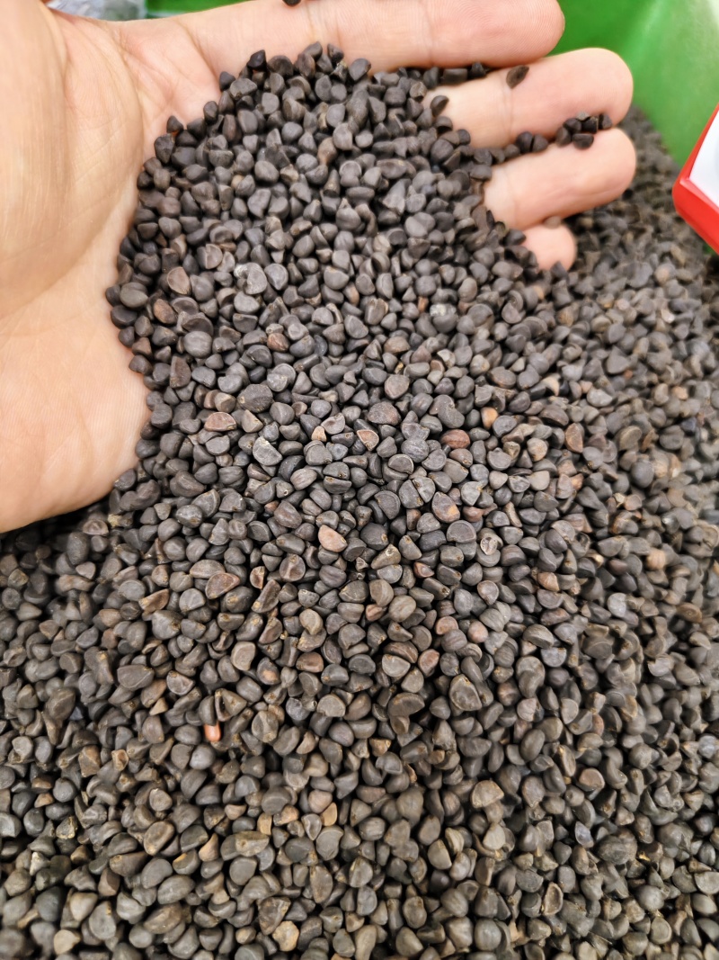 黑丑精选黑丑颗粒饱满批发零售量大从优