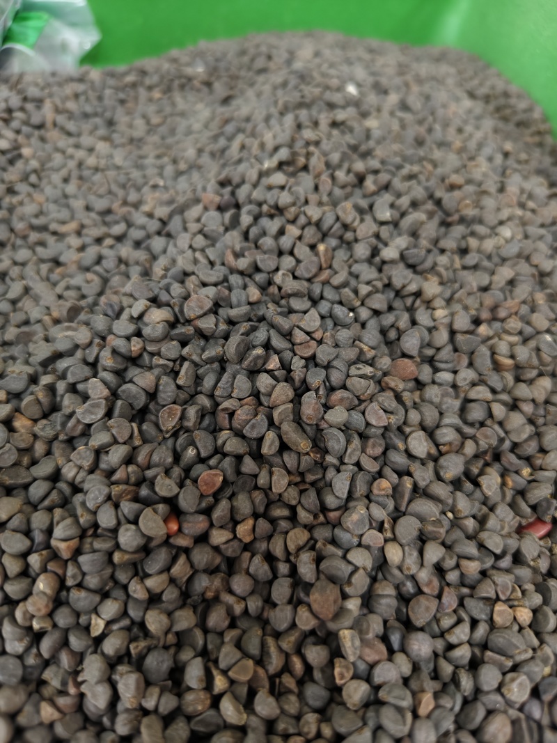 黑丑精选黑丑颗粒饱满批发零售量大从优