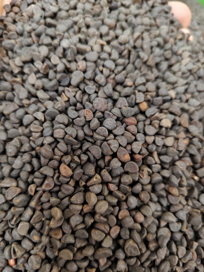 黑丑精选黑丑颗粒饱满批发零售量大从优