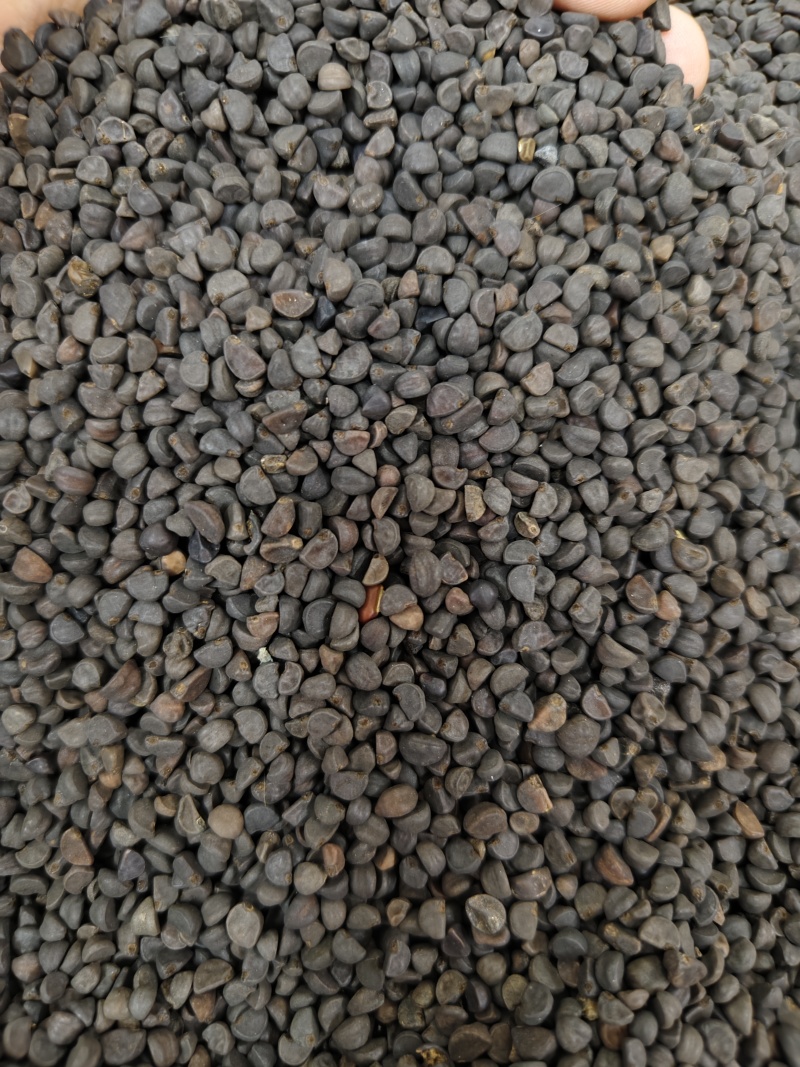 黑丑精选黑丑颗粒饱满批发零售量大从优