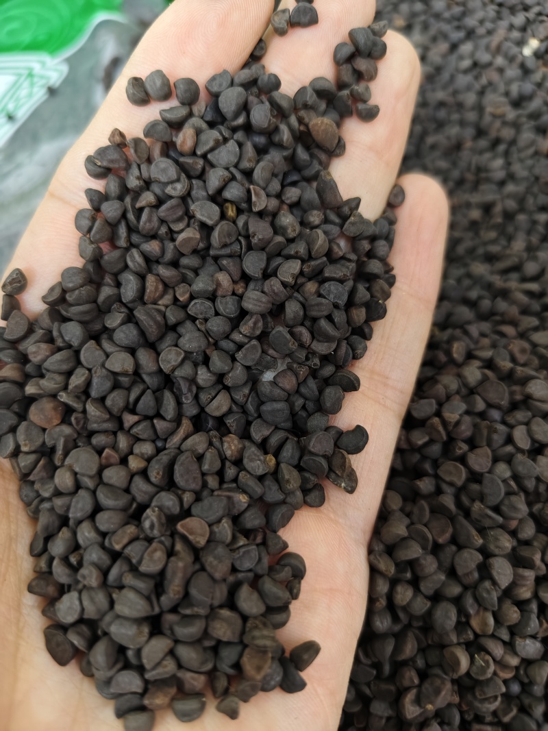 黑丑精选黑丑颗粒饱满批发零售量大从优