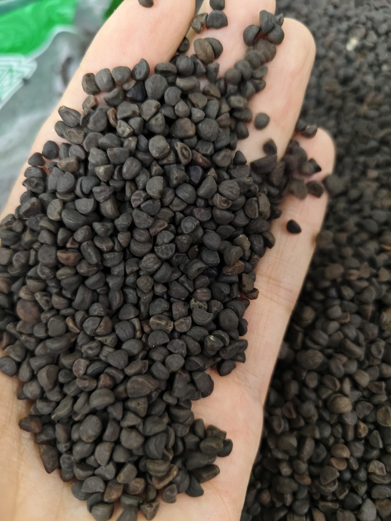 黑丑精选黑丑颗粒饱满批发零售量大从优
