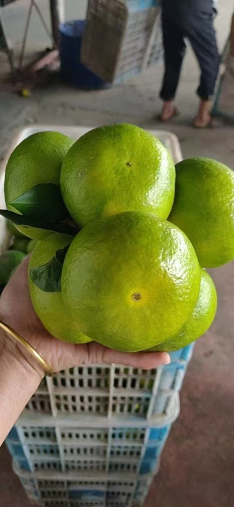 湖北特早大分四号蜜橘产地供应各种标准蜜橘口感甜蜜品质保证