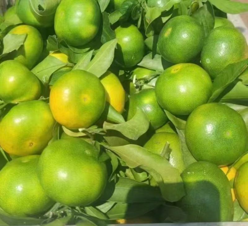 湖北特早大分四号蜜橘产地供应各种标准蜜橘口感甜蜜品质保证