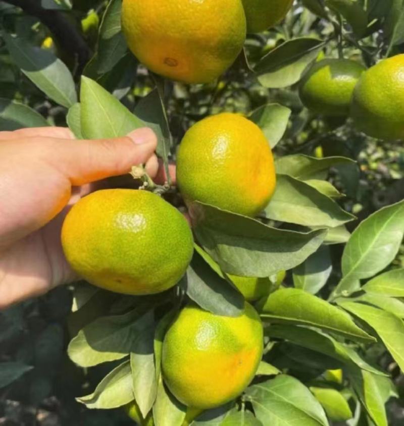 湖北特早大分四号蜜橘产地供应各种标准蜜橘口感甜蜜品质保证