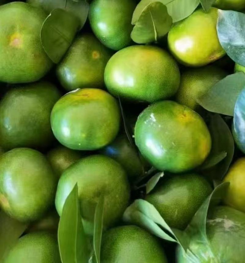 湖北特早大分四号蜜橘产地供应各种标准蜜橘口感甜蜜品质保证
