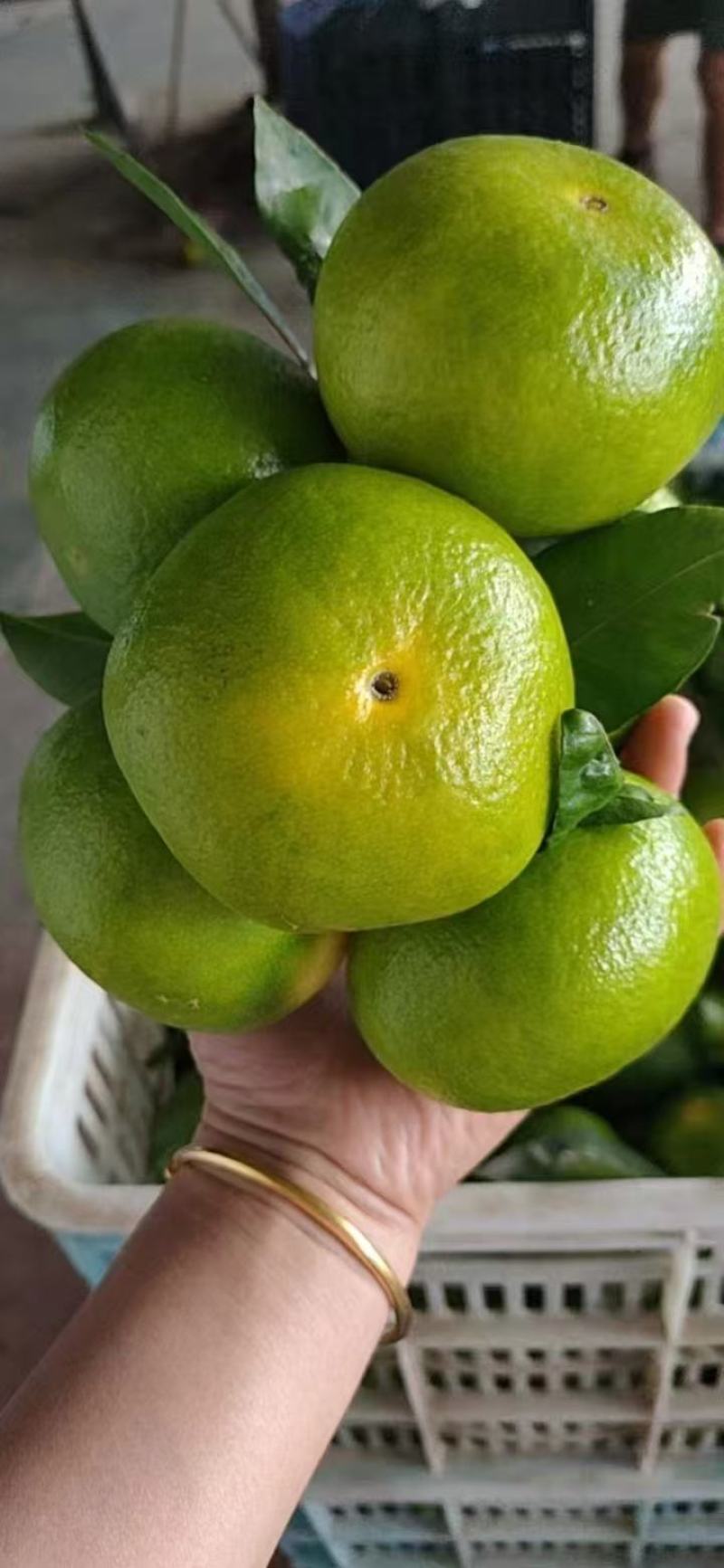 湖北特早大分四号蜜橘产地供应各种标准蜜橘口感甜蜜品质保证