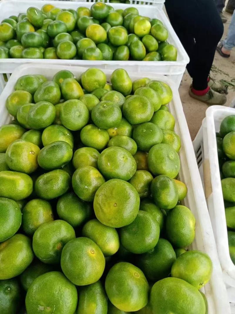 湖北特早大分四号蜜橘产地供应各种标准蜜橘口感甜蜜品质保证