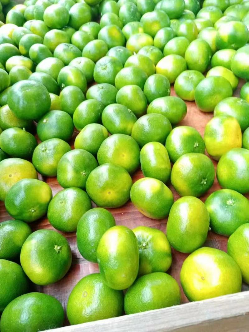 湖北特早大分四号蜜橘产地供应各种标准蜜橘口感甜蜜品质保证