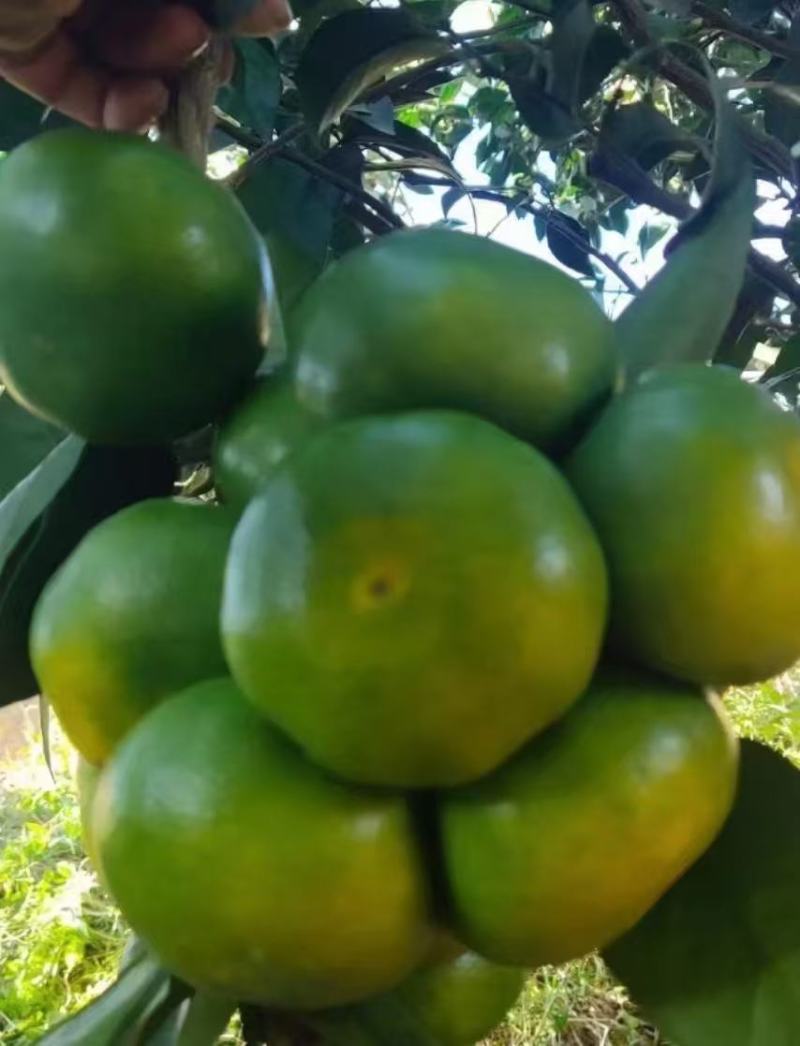 湖北特早大分四号蜜橘产地供应各种标准蜜橘口感甜蜜品质保证