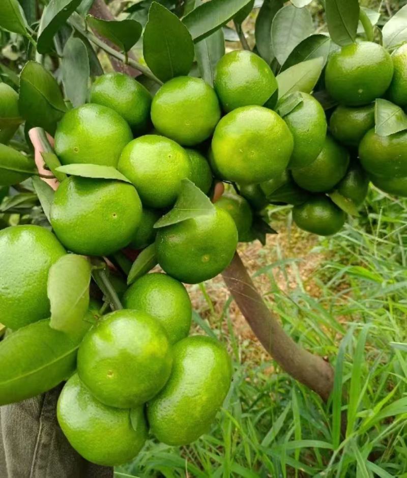 湖北特早大分四号蜜橘产地供应各种标准蜜橘口感甜蜜品质保证